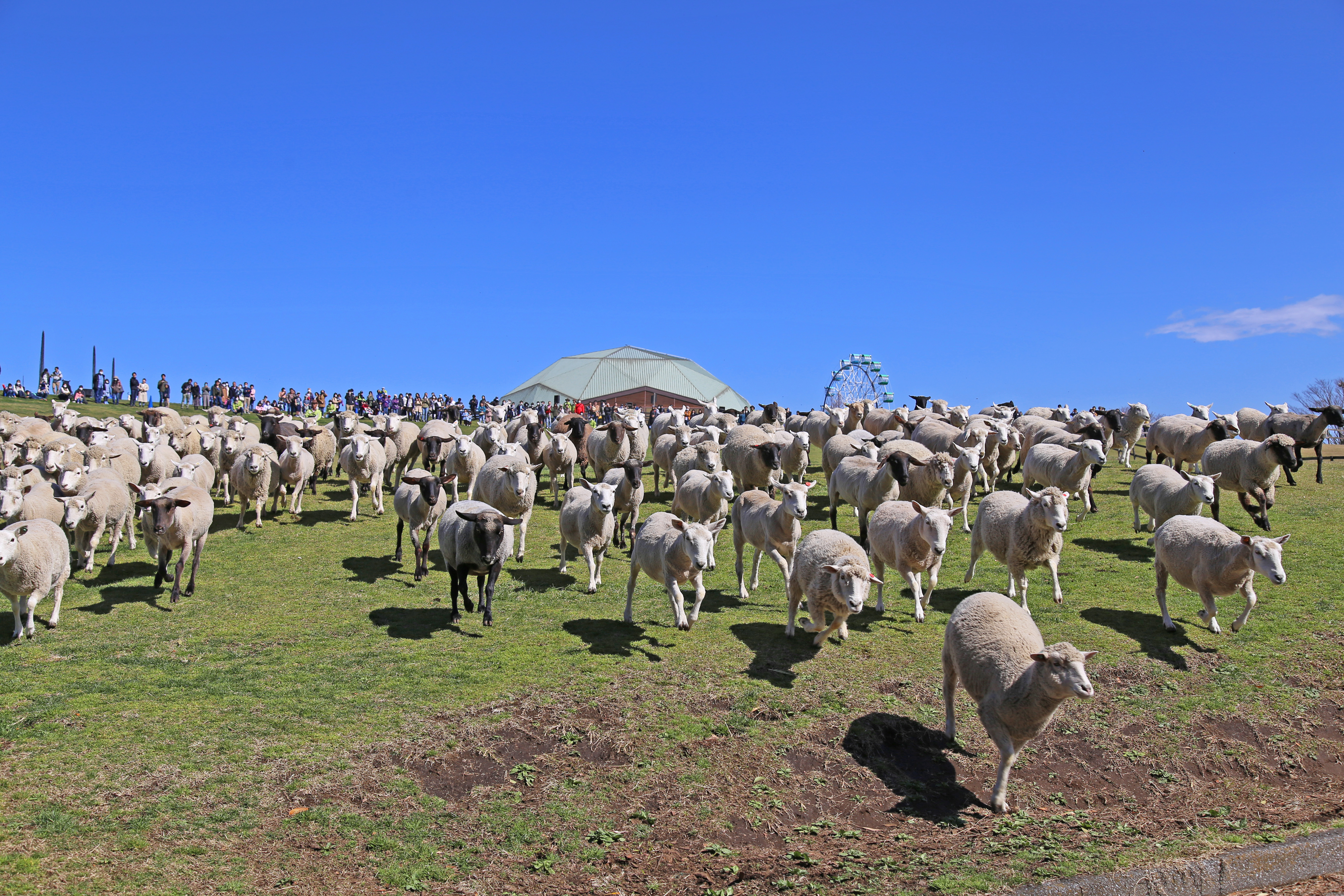 ネモフィラの花畑も見頃!GWは早朝開園「ひつじの大放牧」7日間限定開催!